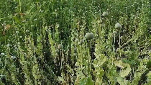 सुपर फास्ट:छत्तीसगढ़ के साथ देश की 10 बड़ी खबरे